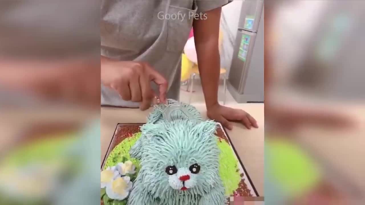 Cat Reaction to Cutting Cake - Funny Dog Cake Reaction Compilation