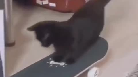 Cute Cat Loves Skating | Cat loves skateboarding | Cute Animals | Funny Animals |