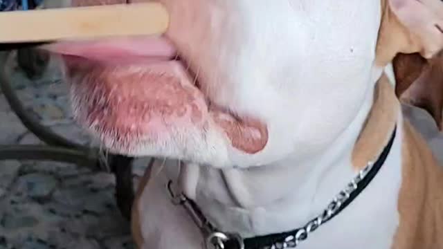 Lilly the pittie loves ice cream!