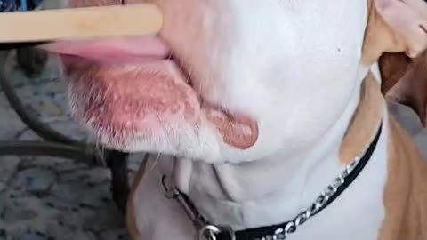 Lilly the pittie loves ice cream!