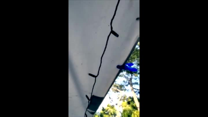 bird walking on tent