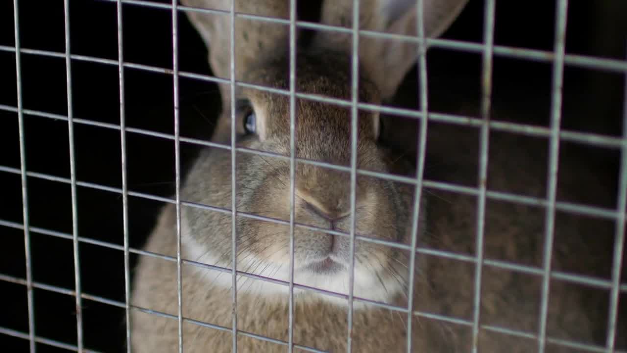 rabbit sitting in a cage