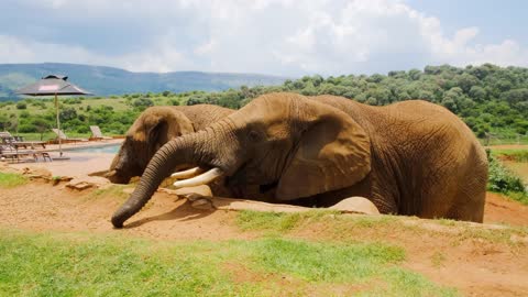 man feeds elephant