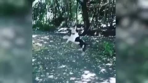 Funny Dogs running fast and jump amazing 🤩 Dog Playing with tree 🎄🌴