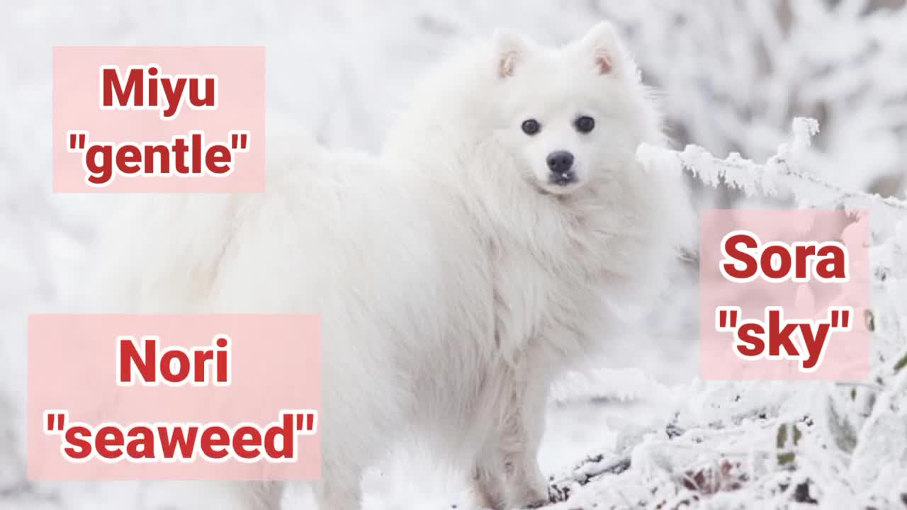 40 Famous Japanese Dogs Names and Meanings| Japanese Dog