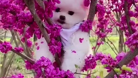 amazing funny baby cute dog videos 2022