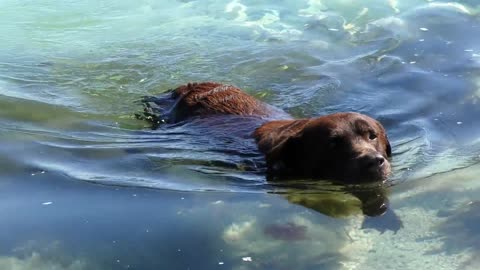 Dog Labrador Dog Swims Paws Webs Water Dog