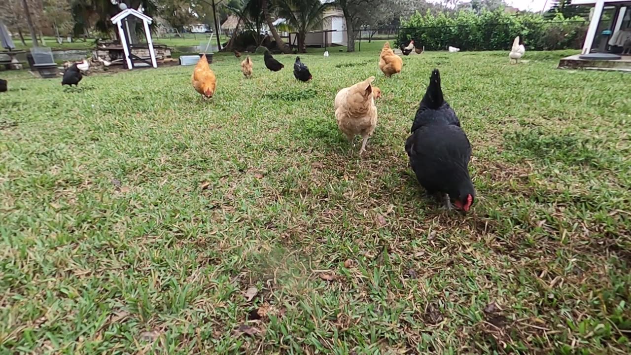 Swait Farms Chicken Collage 1