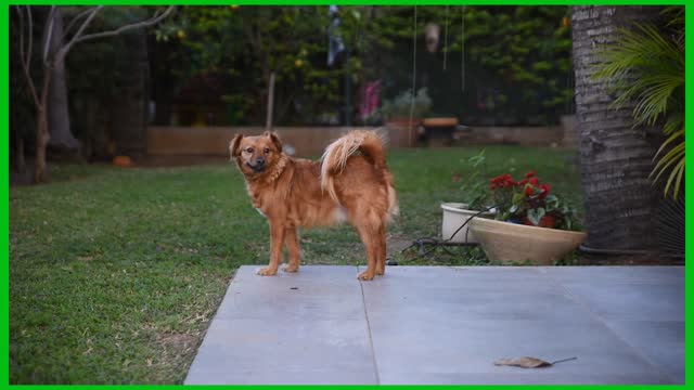 A Small cute dog outdoor