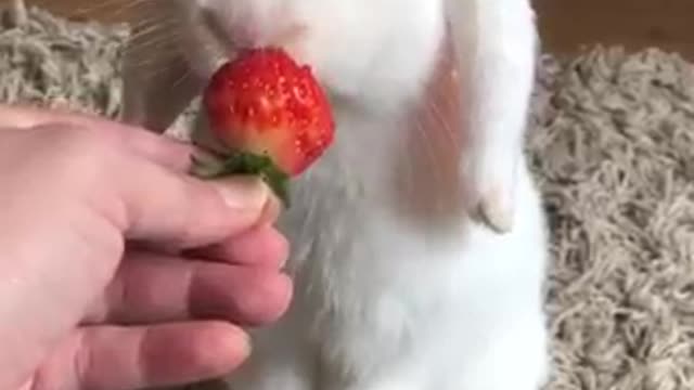 Nom nom nom ❤️🐰🍓💕 📸