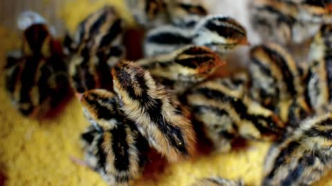 Feeding the Newly Born Chicks to Be Reared as Poultry