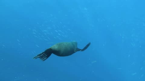 Animal planet full episodes ocean