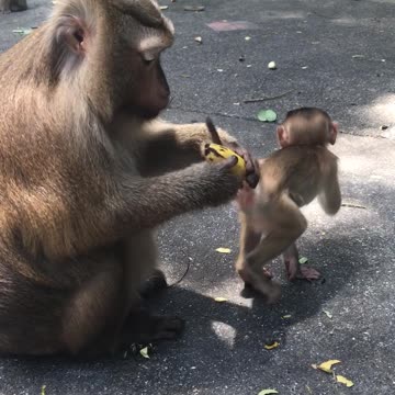 monkey picks a banana