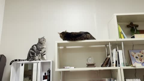 Cats The Game of Thrones