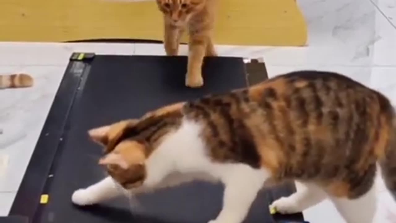 Funny video cat fight