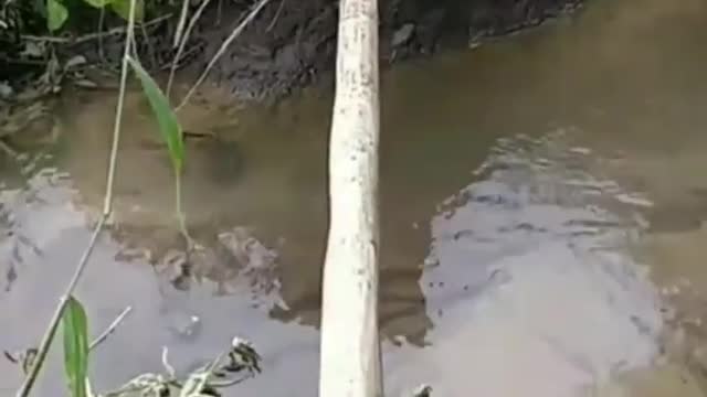 Baby Cats Crossing water