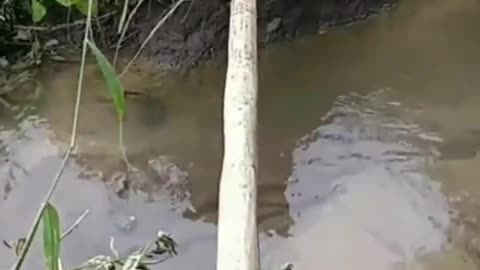 Baby Cats Crossing water