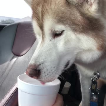 Cute husky confused about ice water!