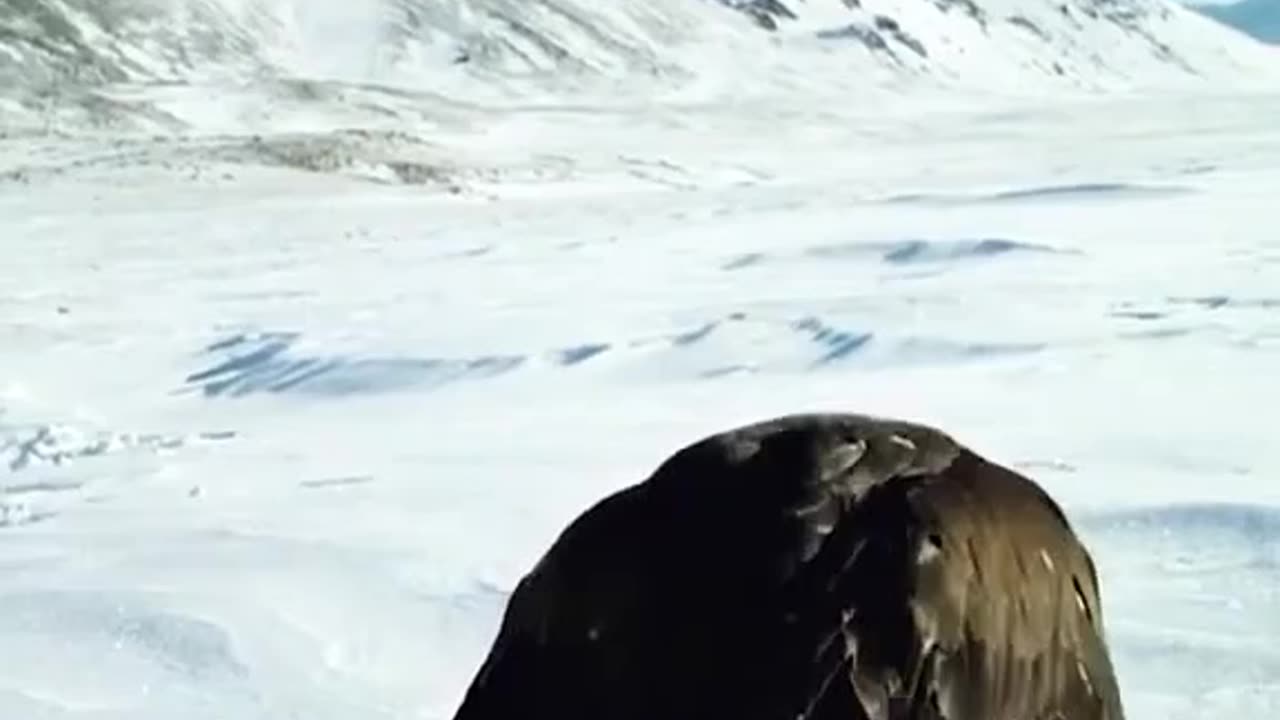 Top 10 Eagles Hunt Their Prey Without Mercy.