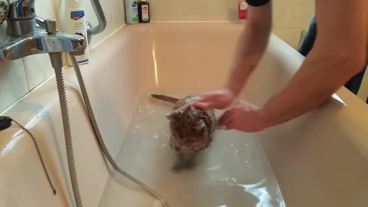 Una buena manera cómo bañar los gatos