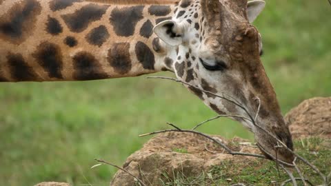 Giraffe eating