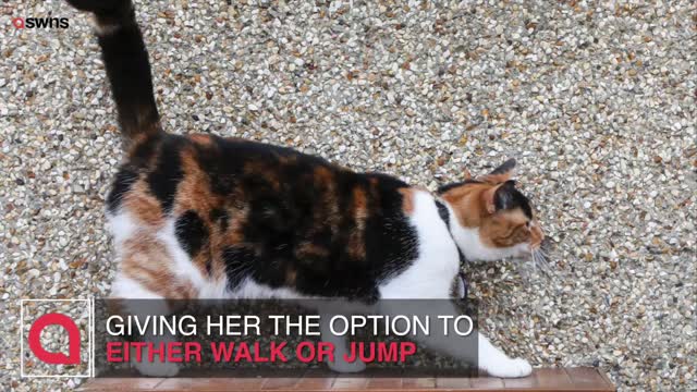 Clever pet owner installs ladder to keep warring animals apart