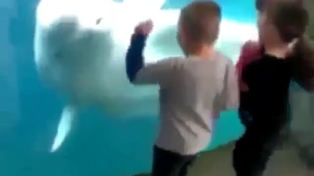 Funny dolphin