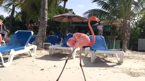 Sunny Flamingo Beach