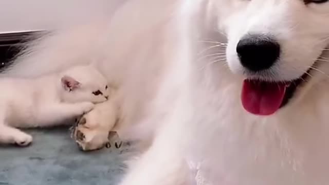 Funny dog and cat