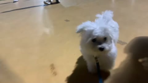 A very cute little puppy is taking a walk.