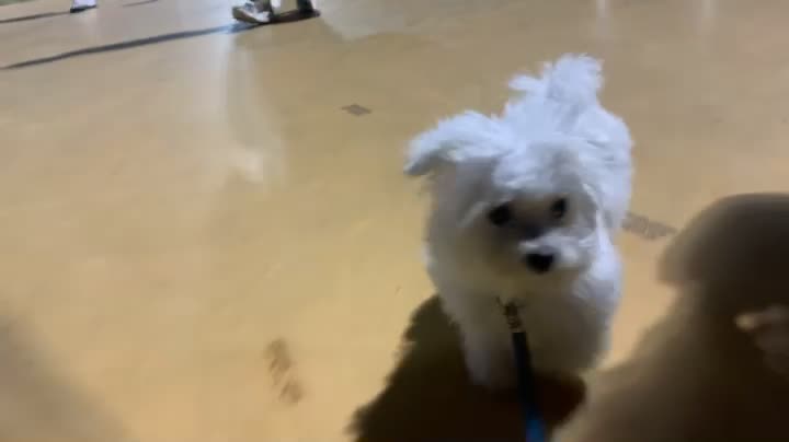 A very cute little puppy is taking a walk.