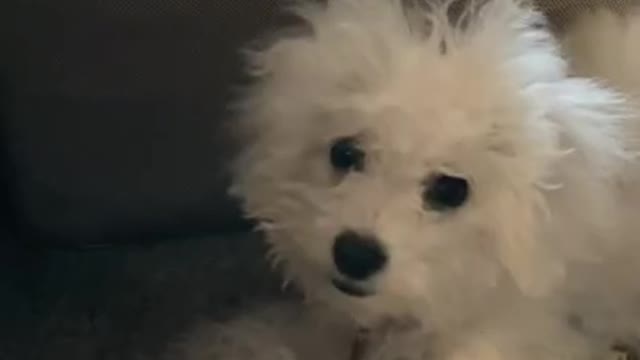 9.When the puppy wants your attention…🤣