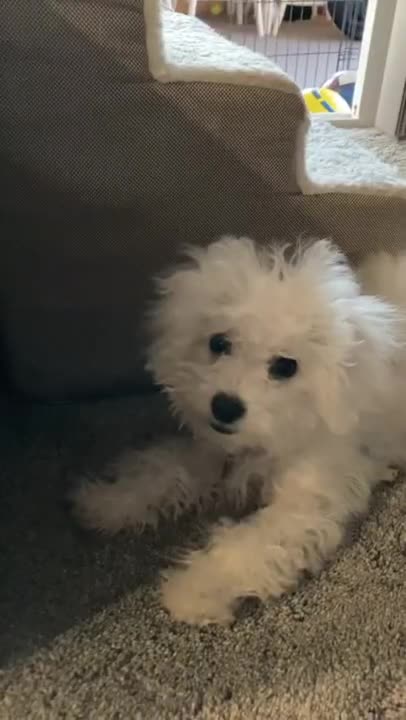 9.When the puppy wants your attention…🤣