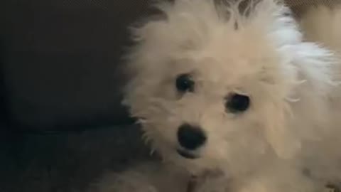 9.When the puppy wants your attention…🤣