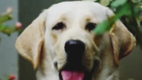 sad labrador