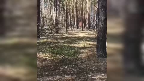 Clashes in the woods some km north west of Kyiv