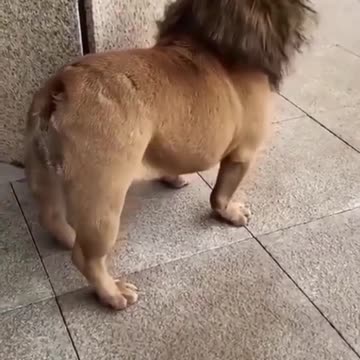 11 🤣Funny dog video🤣/#shortss