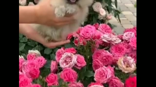 Most cute and most funny dog on the flower