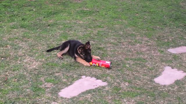 German Shepherd puppy playing with pringles