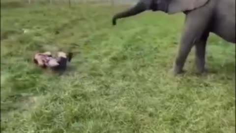 Elephant fun