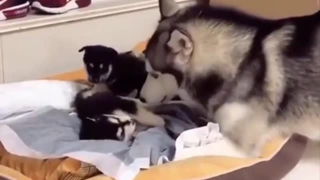 Funny Animal Videos that Make Me Burstnto Tears Laughing (CUTE) #shorts