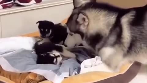 Funny Animal Videos that Make Me Burstnto Tears Laughing (CUTE) #shorts