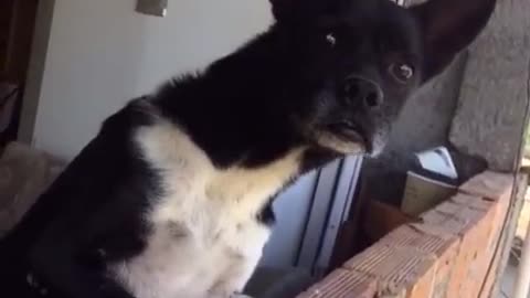 Arguing People Make Pup Nervous