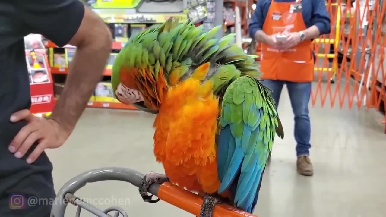 real hillirious cockatoose meet each other in pet store