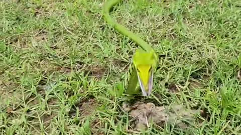 Green snake in open field