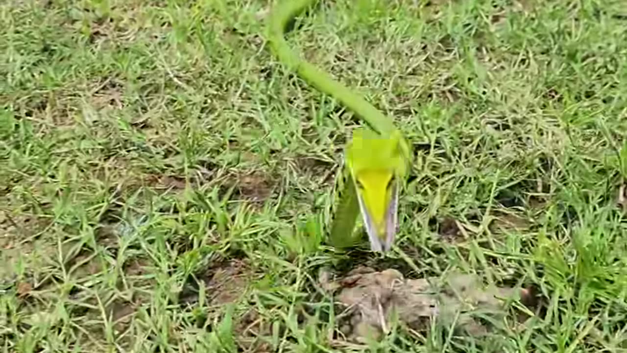 Green snake in open field
