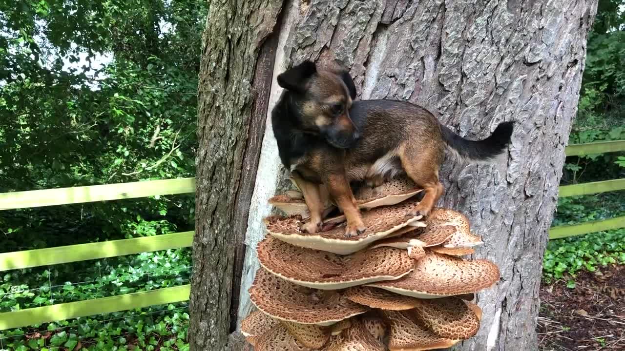 Big mushrooms that can hold small cute dog