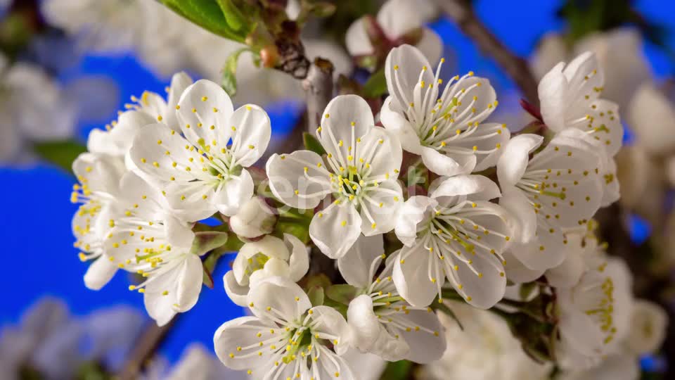 Sour Cherry Blossom Timelapse on Blue #nature