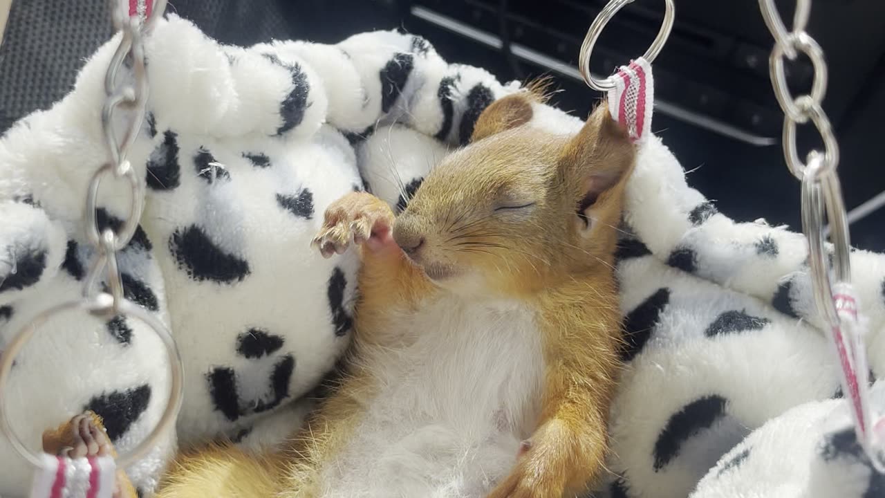 Squirrel Takes a Nap During Drive