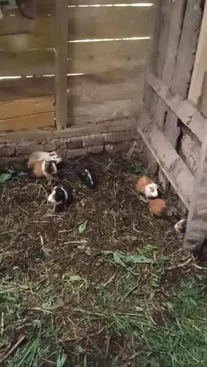 the guinea pigs are gathering in the cage